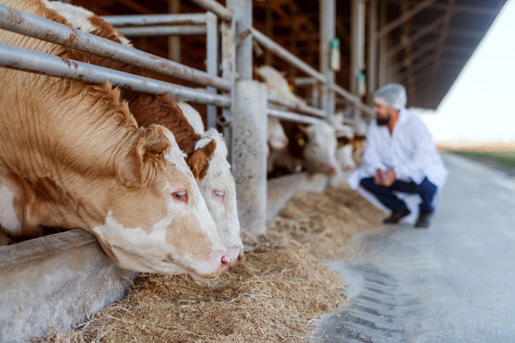 állatorvos ellenőrzi a szarvasmarhákat