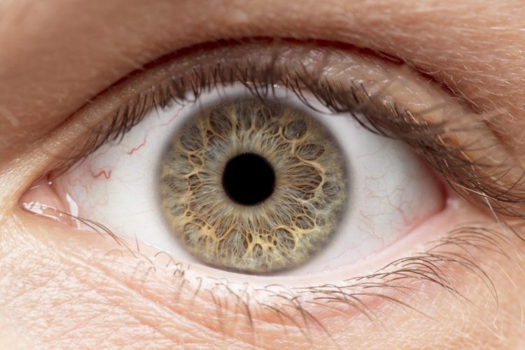 Gyógynövények a szem és a látás számára